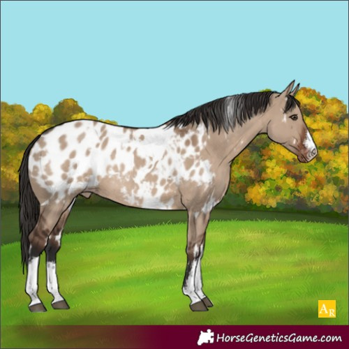 Horse Color:White Spotted Liver Red Dun Appaloosa Rabicano