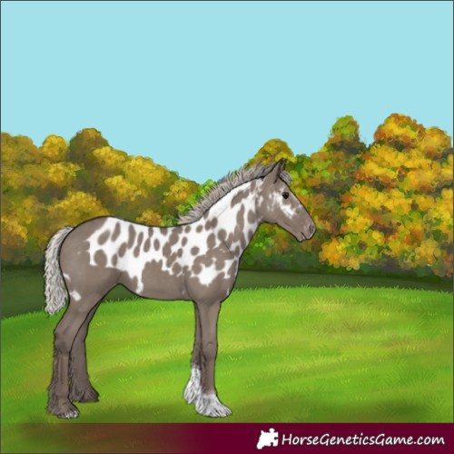 Horse Color:Silver Grullo Tobiano Skewed Appaloosa