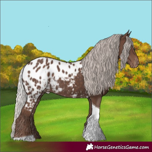 Horse Color:Silver Black Tobiano Skewed Appaloosa 