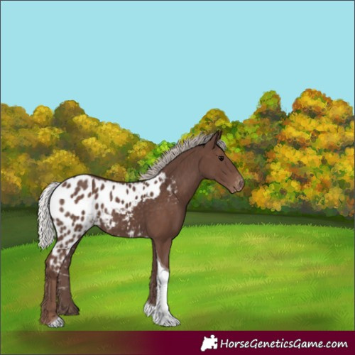 Horse Color:Silver Black Tobiano Skewed Appaloosa