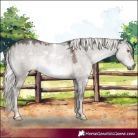 Horse Color:Platinum White Spotted Chocolate Palomino Dun Rabicano