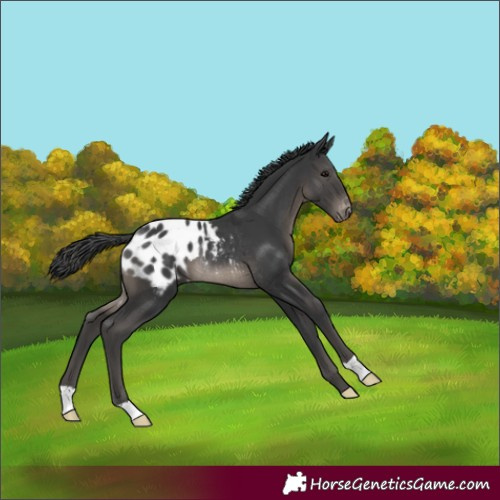 Horse Color:Black Appaloosa Rabicano