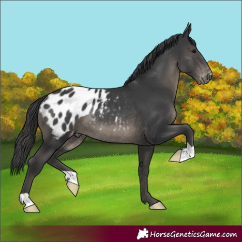 Horse Color:Black Appaloosa Rabicano