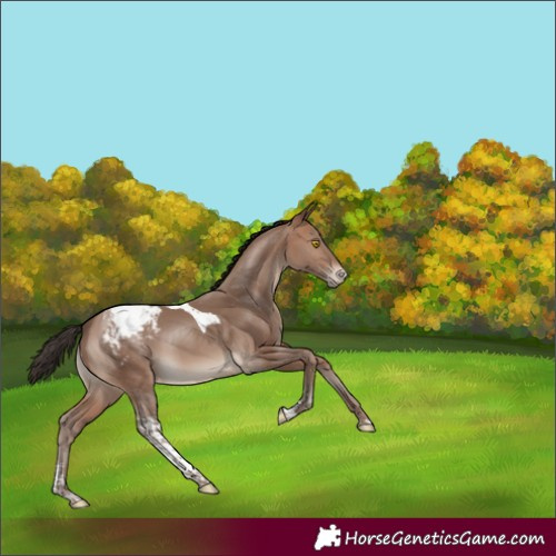 Horse Color:Sable Champagne Sabino Tobiano Appaloosa Rabicano 