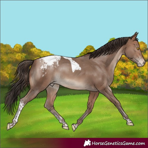 Horse Color:Sable Champagne Sabino Tobiano Appaloosa Rabicano 