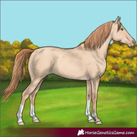 Horse Color:Gold Champagne Dun 