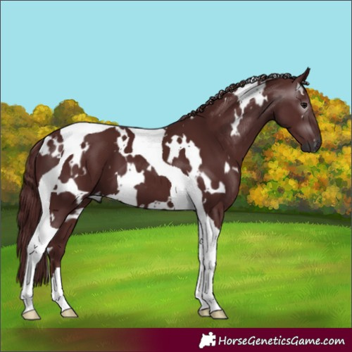 Horse Color:Gray White Spotted Chocolate Black Tobiano