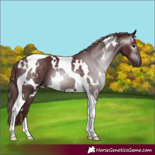 Horse Color:Gray White Spotted Chocolate Black Tobiano 