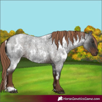 Horse Color:White Spotted Liver Red Roan 