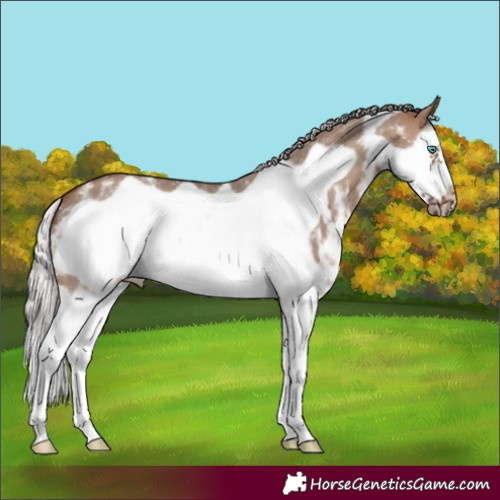 Horse Color:Silver Brown Dun Sabino Splash Frame 