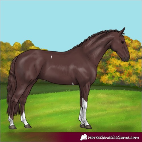 Horse Color:Chocolate Black Tobiano