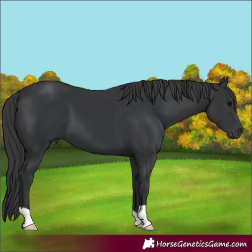 Horse Color:Black 