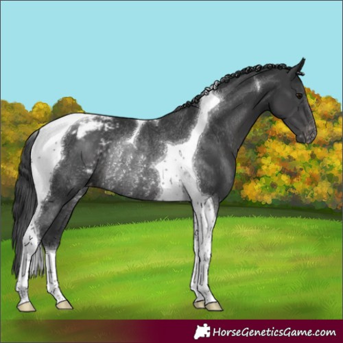Horse Color:Black Tobiano Appaloosa Rabicano 