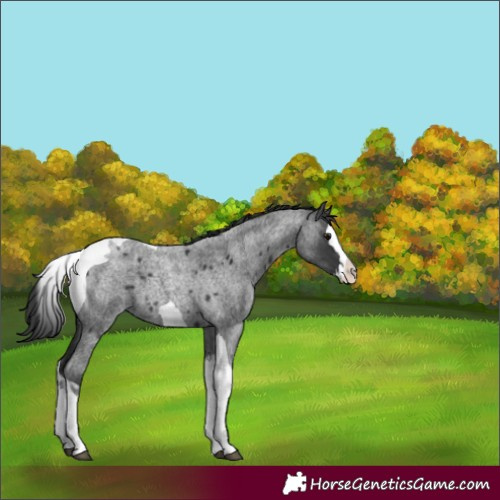 Horse Color:Blue Roan Splash Tobiano