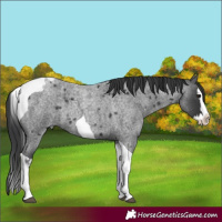 Horse Color:Blue Roan Splash Tobiano 