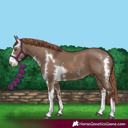Horse Color:Liver Red Dun Sabino Rabicano 