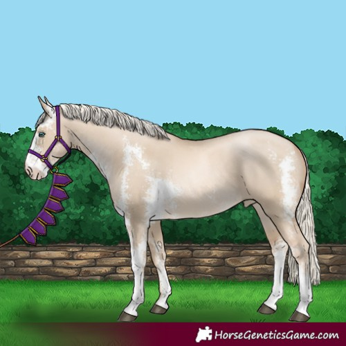 Horse Color:Liver Red Dun Sabino Rabicano 