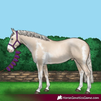 Horse Color:Liver Red Dun Sabino Rabicano 