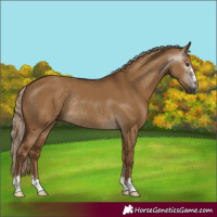 Horse Color:Gray Chocolate Palomino Dun Rabicano