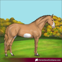 Horse Color:Chestnut Splash Frame 