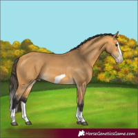 Horse Color:Buckskin Splash Frame 