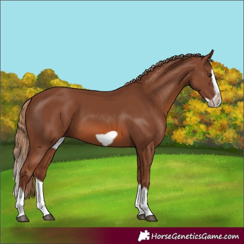 Horse Color:Chestnut Splash Frame 