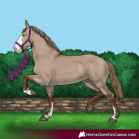 Horse Color:Liver Red Dun Sabino Rabicano 