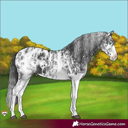 Horse Color:Black Sabino Splash Appaloosa and White Spotted Black Splash Appaloosa