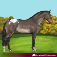 Horse Color:Brown Dun Varnish Rabicano