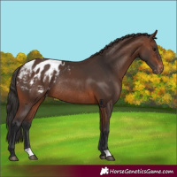Horse Color:Brown Appaloosa Rabicano