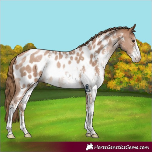 Horse Color:Black Pearl Sabino Appaloosa Rabicano 