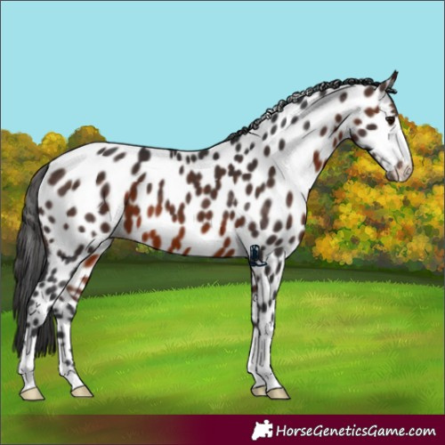 Horse Color:Brown Appaloosa 