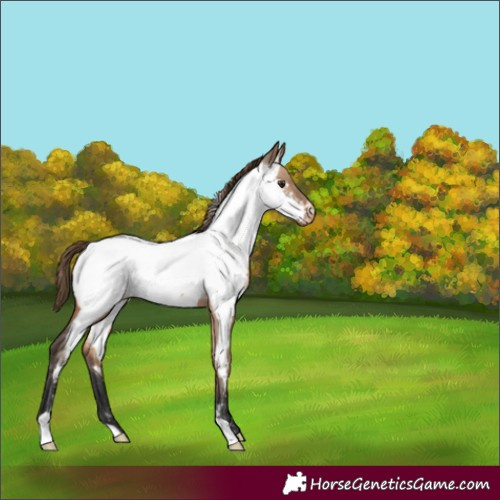Horse Color:Bay Dun Appaloosa 
