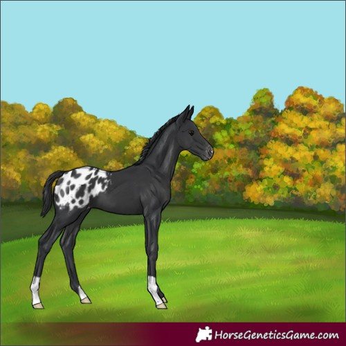Horse Color:Black Appaloosa 