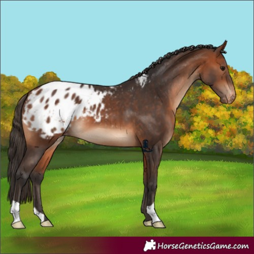 Horse Color:Bay Appaloosa 