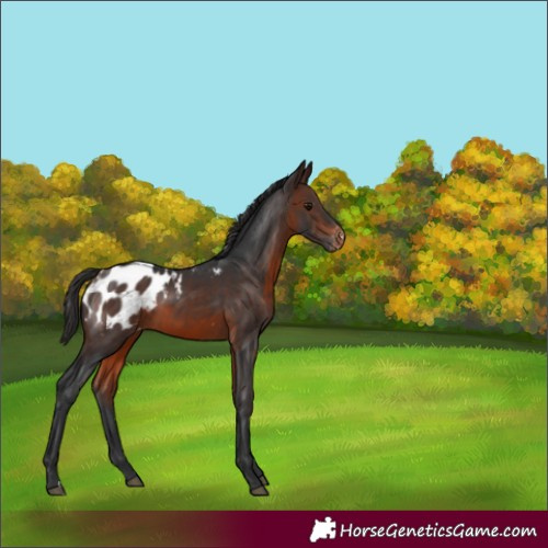 Horse Color:Brown Appaloosa 