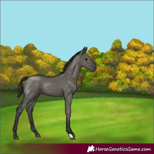Horse Color:Grullo 