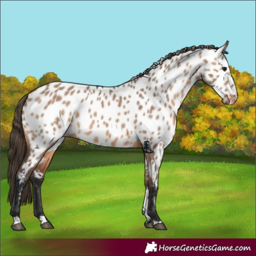 Horse Color:Bay Dun Appaloosa 