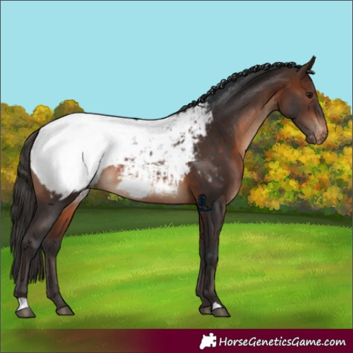 Horse Color:Brown Appaloosa 