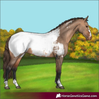 Horse Color:Bay Dun Appaloosa