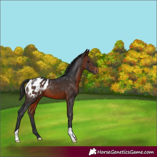 Horse Color:Brown Appaloosa