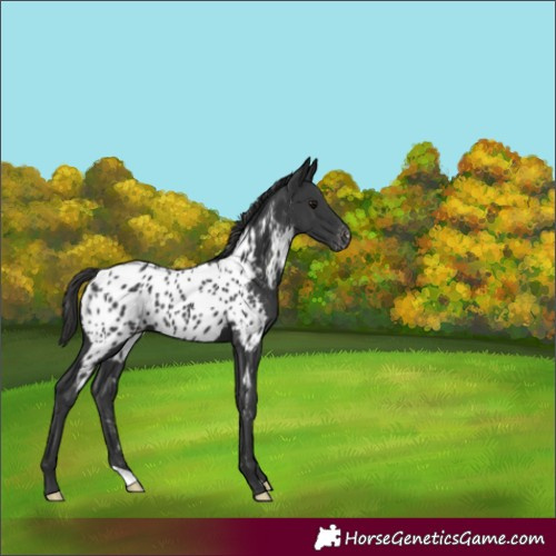 Horse Color:Black Appaloosa