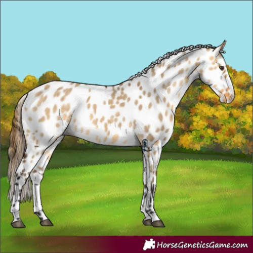 Horse Color:Buckskin Dun Appaloosa Brindle
