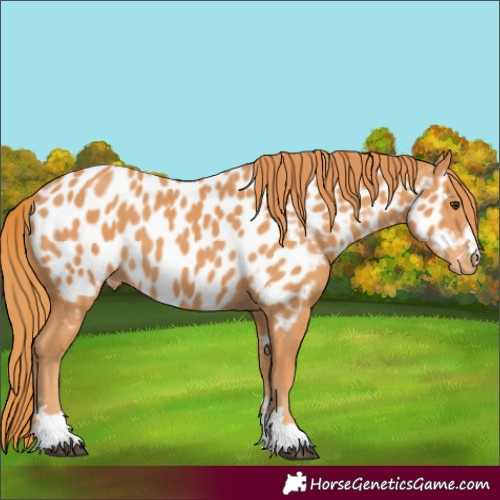 Horse Color:Chestnut Appaloosa 