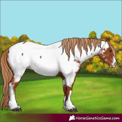 Horse Color:White Spotted Chestnut Appaloosa 