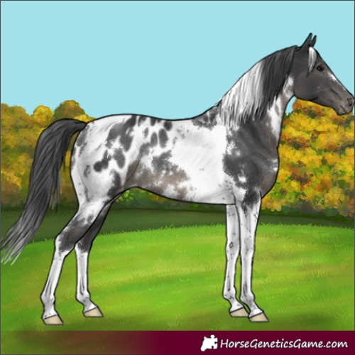 Horse Color:White Spotted Black Tobiano Blanket Rabicano 