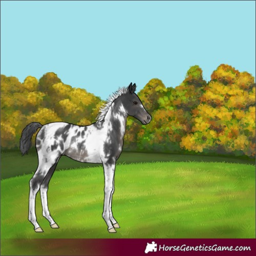 Horse Color:White Spotted Black Tobiano Appaloosa Rabicano