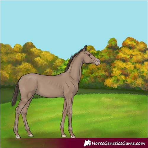 Horse Color:Unknown 