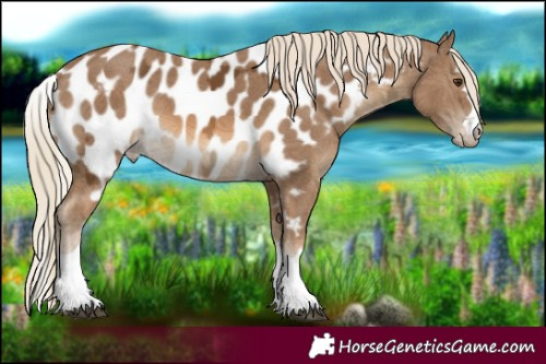 Horse Color:Chocolate Palomino Ice Skewed LP Spotted 