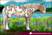 Horse Color:Chocolate Palomino Ice Skewed LP Spotted